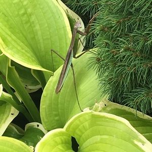 Meet your Posher, Stacy